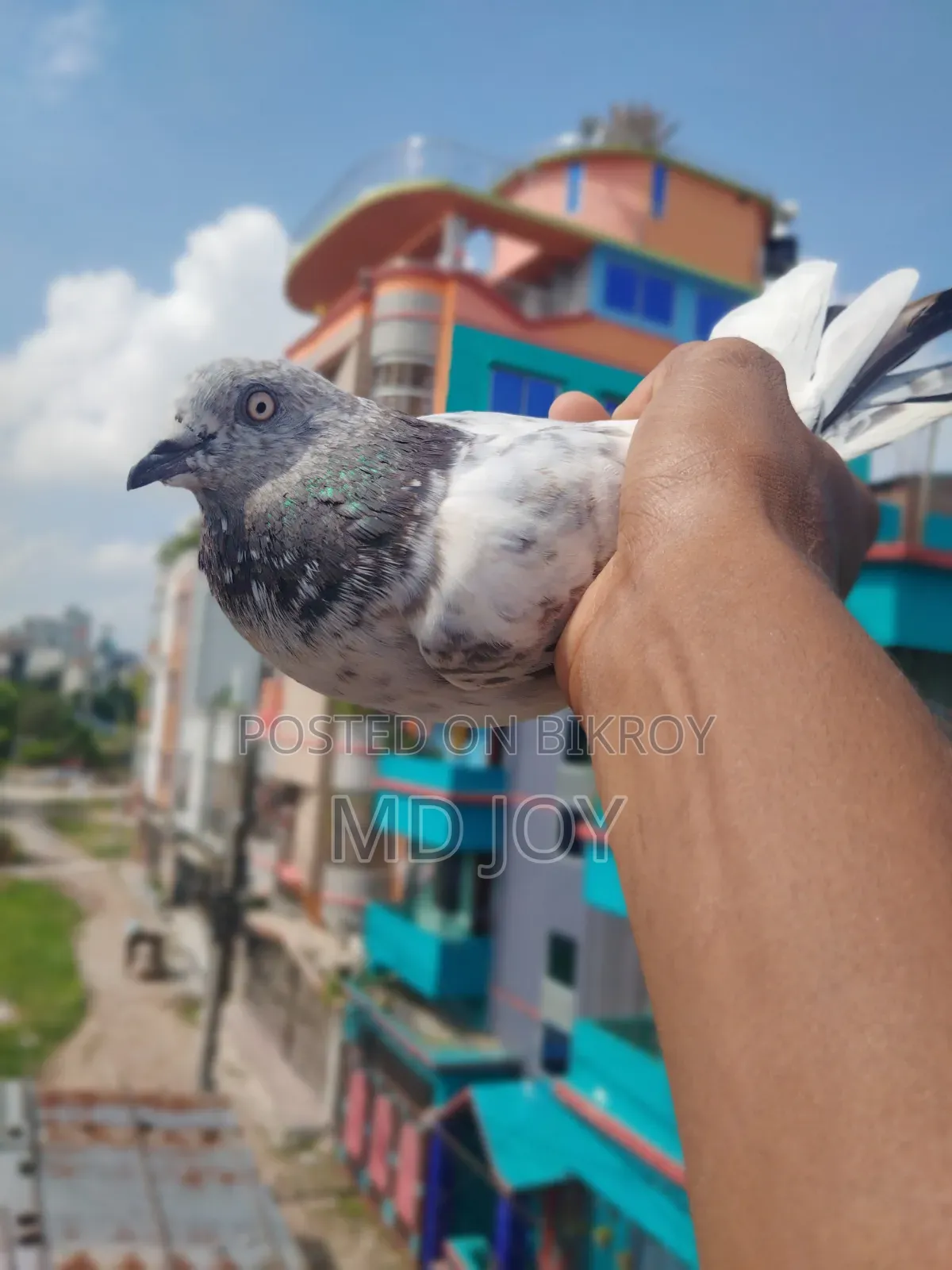 Female Pigeon