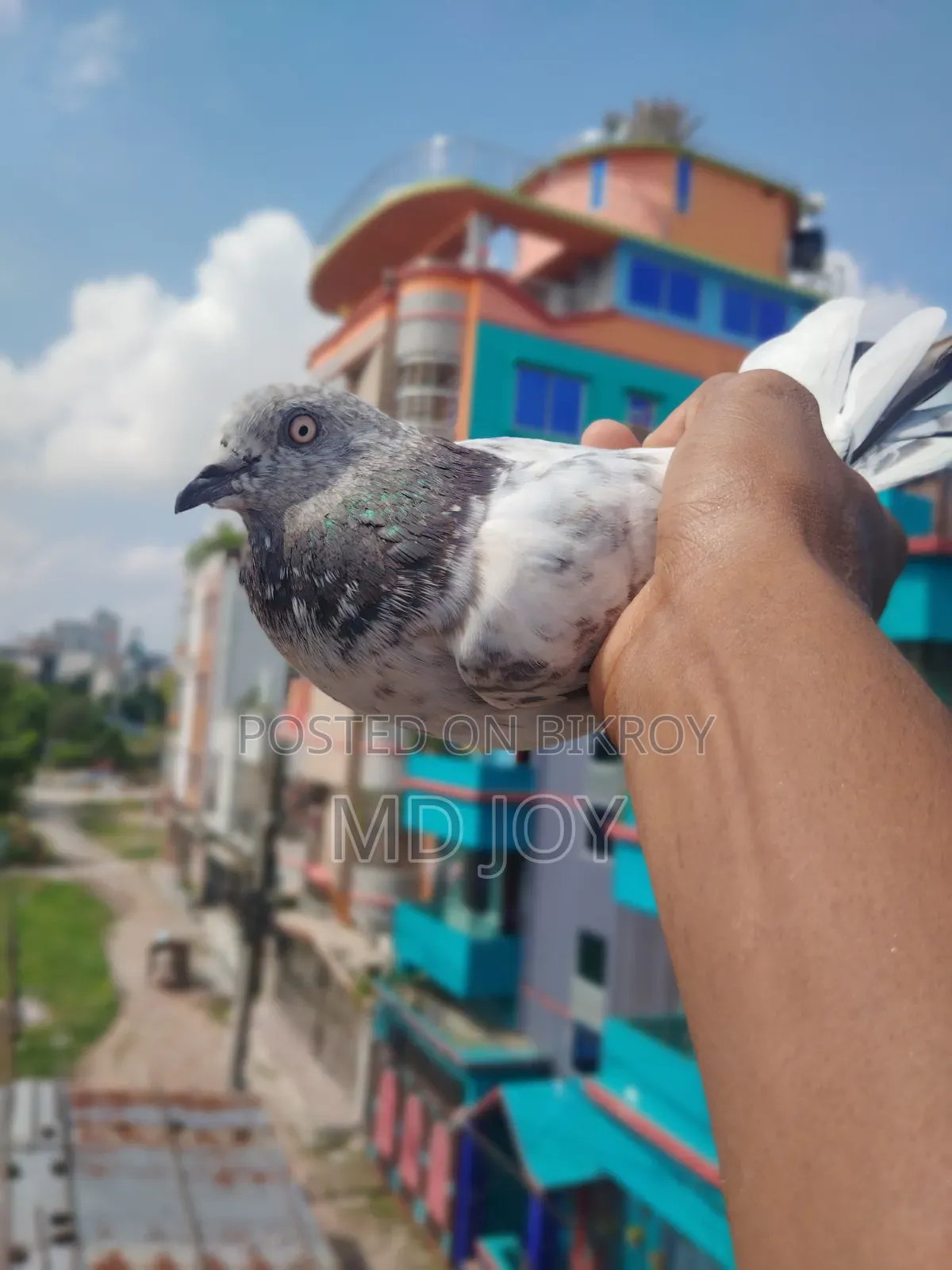 Female Pigeon