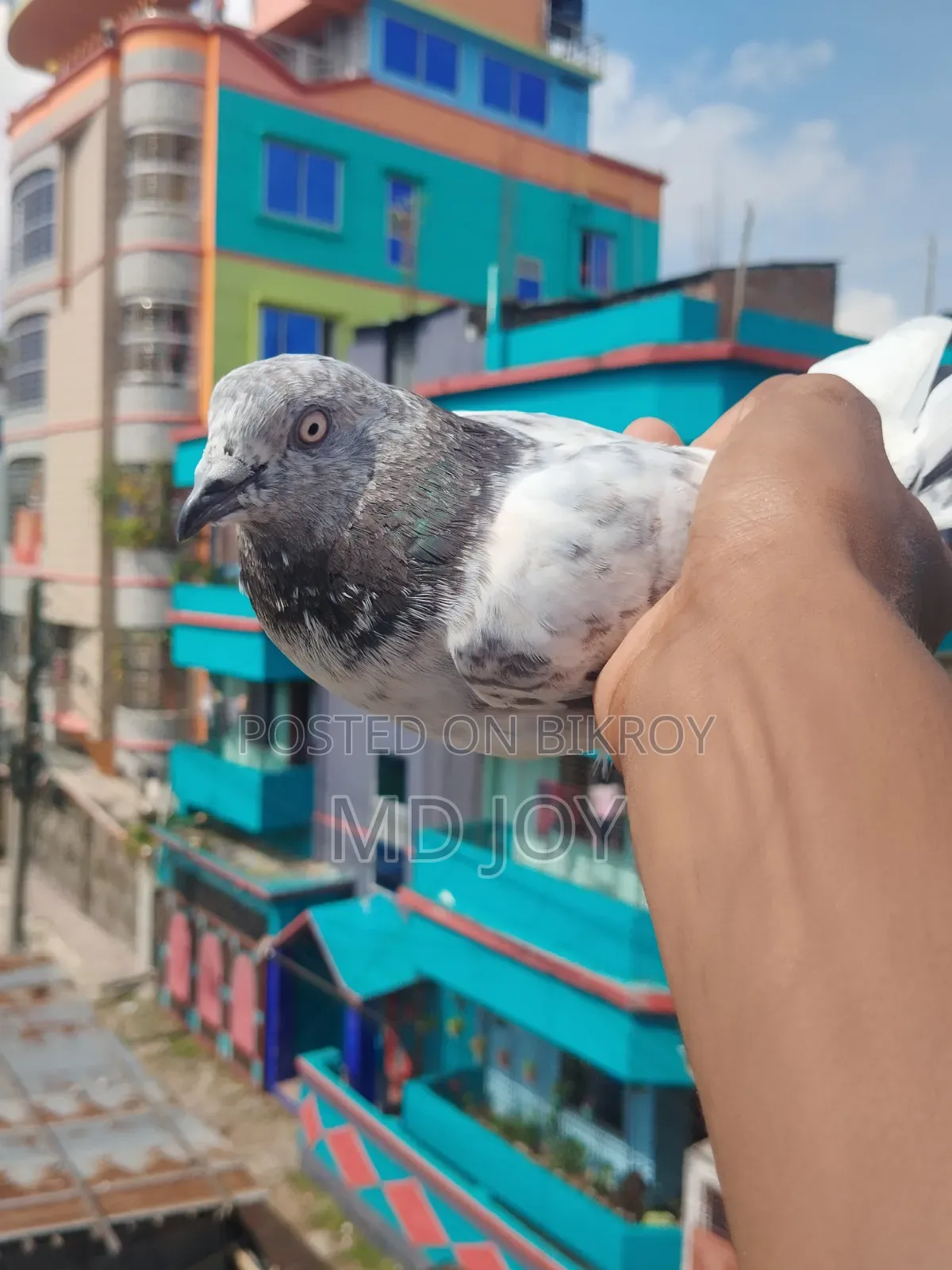 Female Pigeon