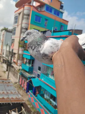 Female Pigeon