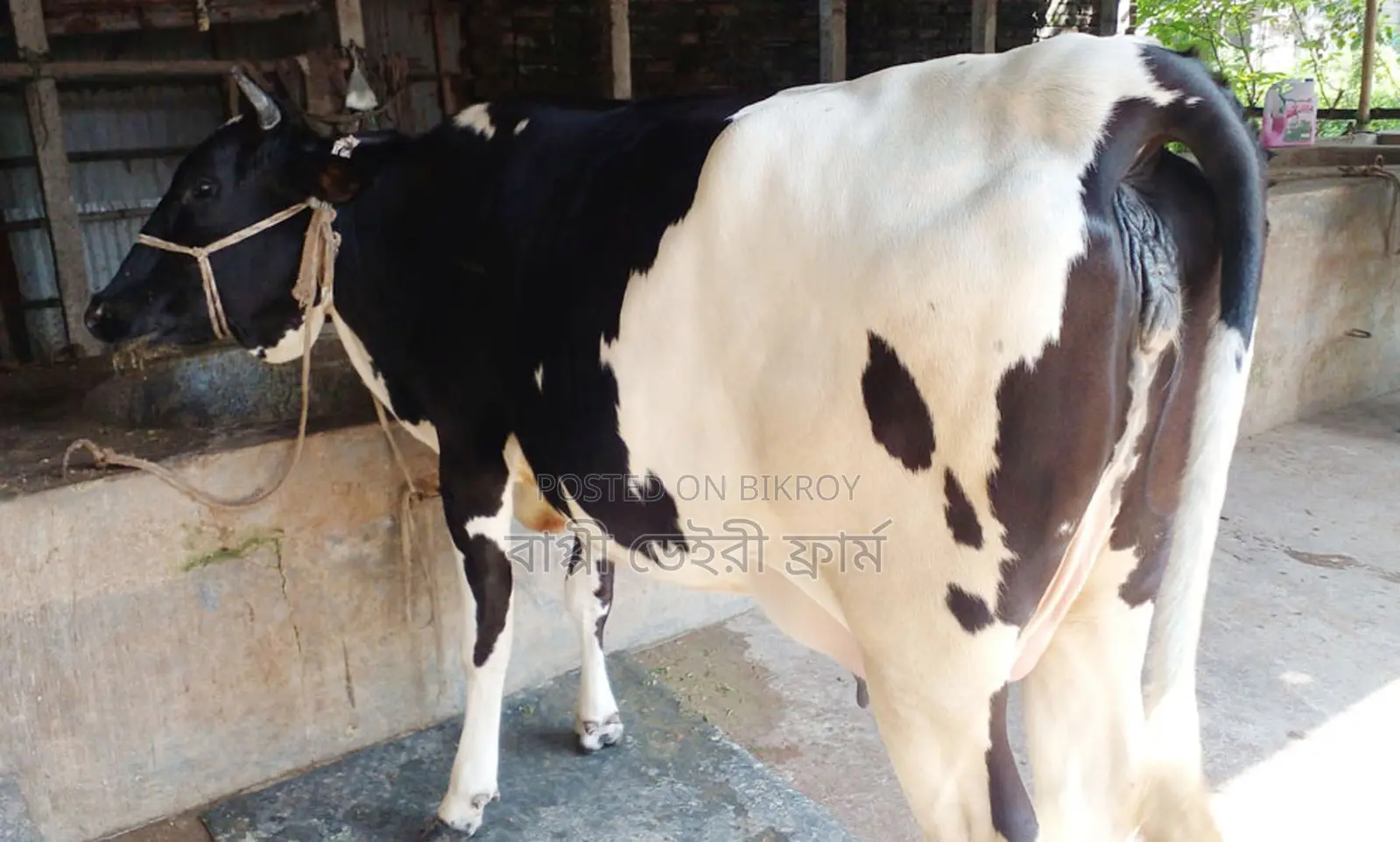 Cow No. 1561.