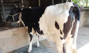 Cow No. 1561.