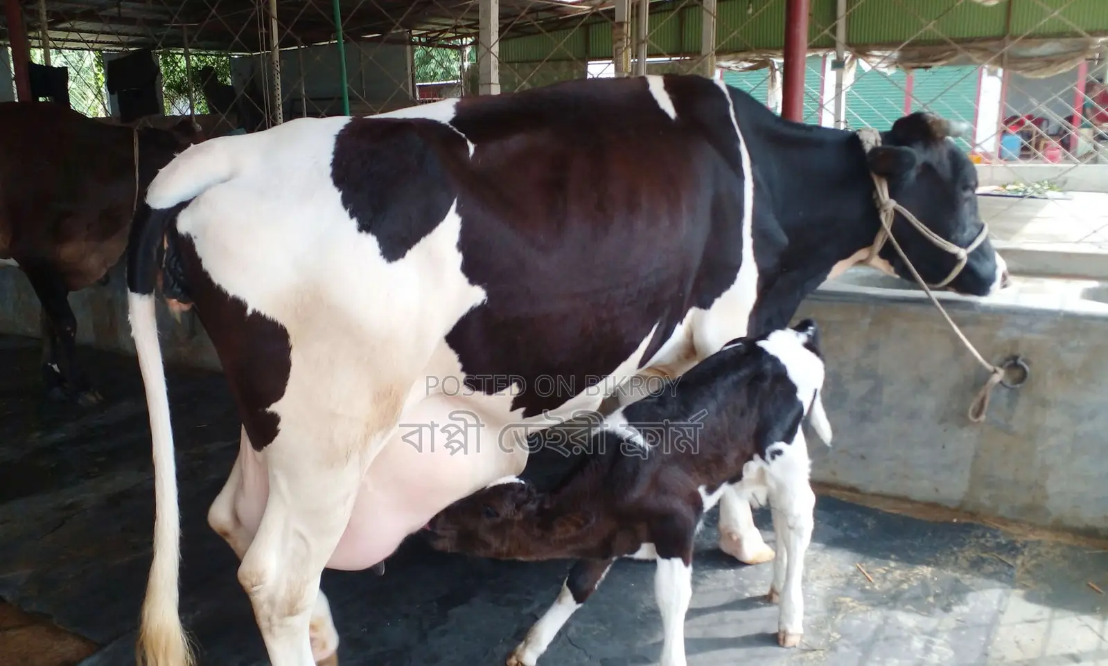 ১৫৬২নং উন্নত জাতের গাভী গরু ।
