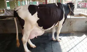 ১৫৬২নং উন্নত জাতের গাভী গরু ।