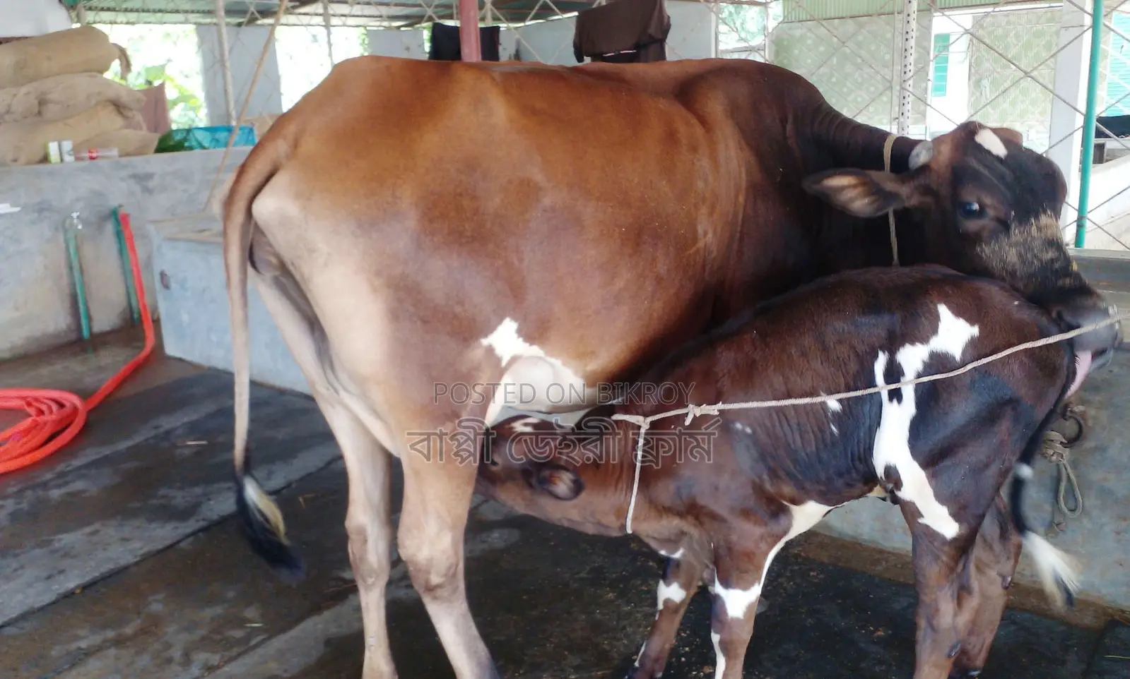 Cow No. 1563.