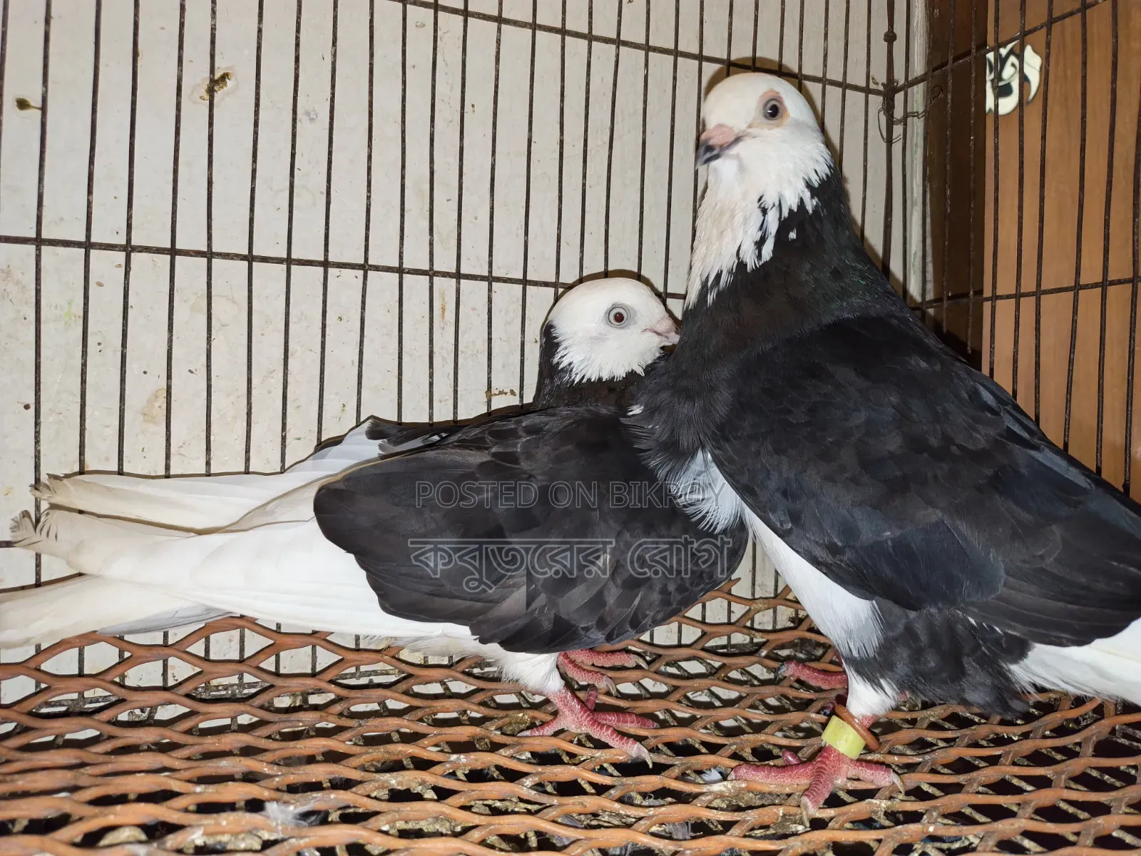 Gorra Pigeon
