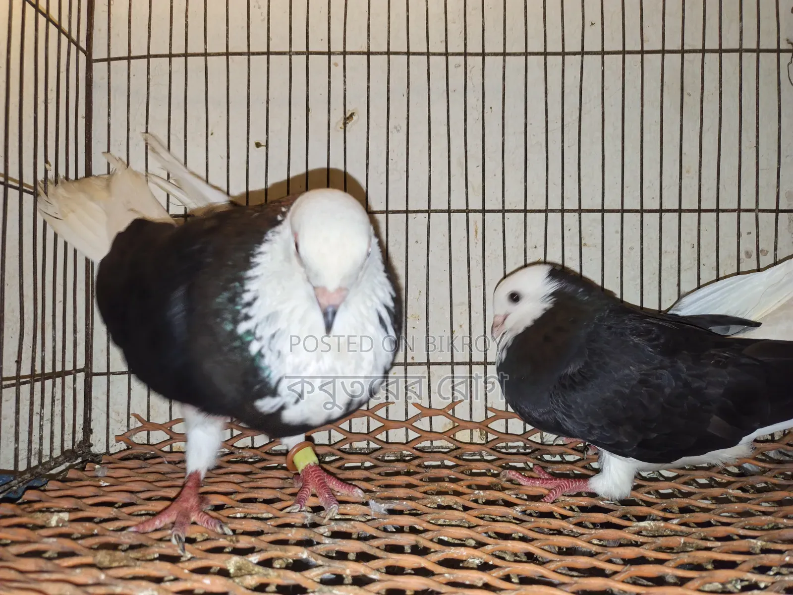 Gorra Pigeon