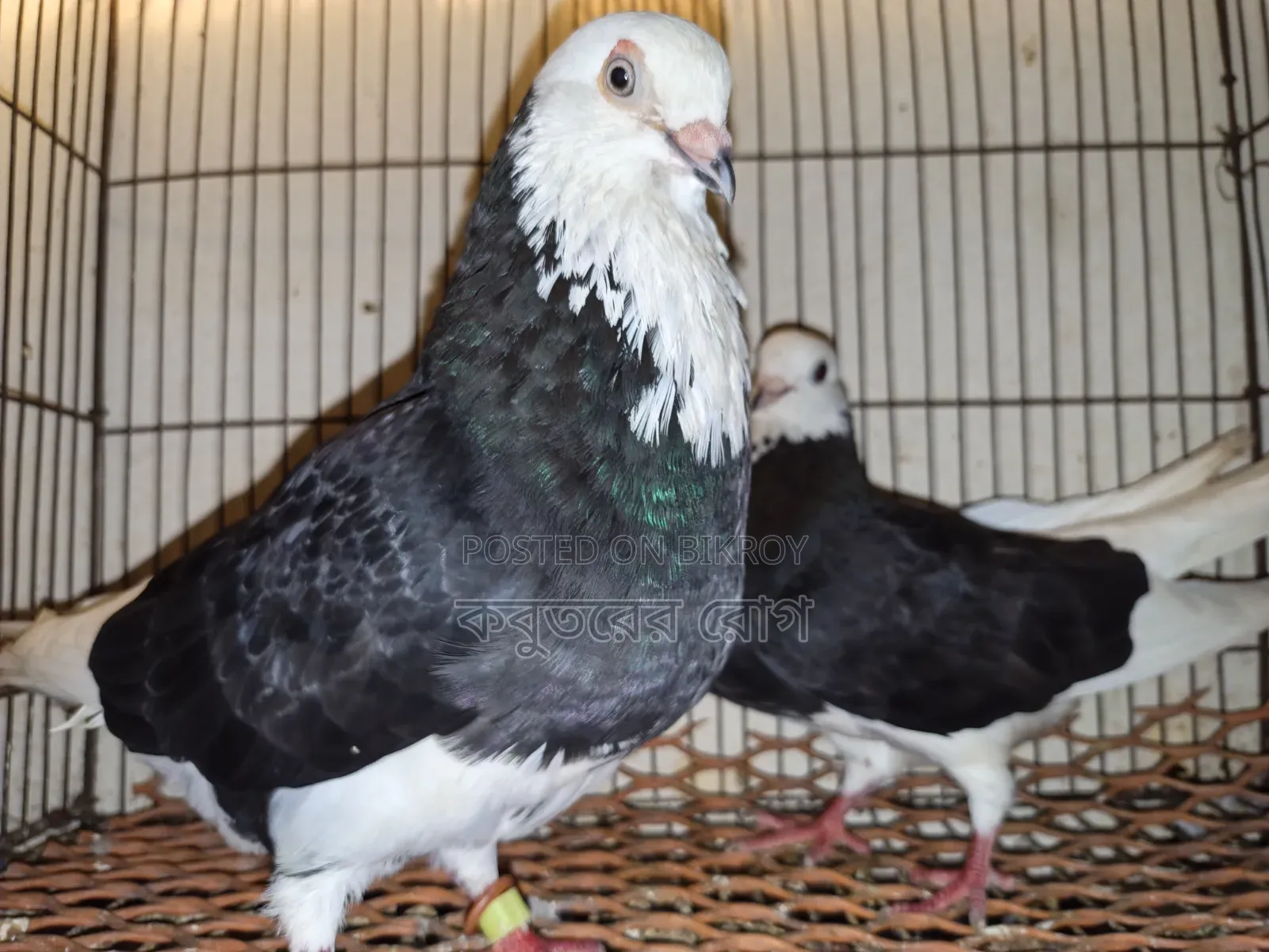 Gorra Pigeon