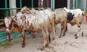Buy 4 advanced breed bull calves, serial no. 1564.