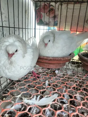 Bombay Running Pair