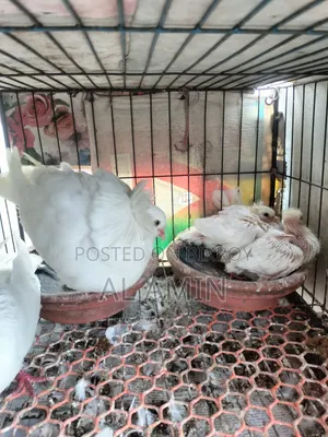 Bombay Running Pair