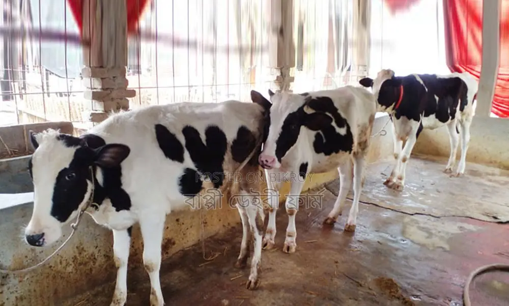 3 improved breed heifer cows, serial number 1565.
