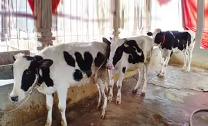 3 improved breed heifer cows, serial number 1565.