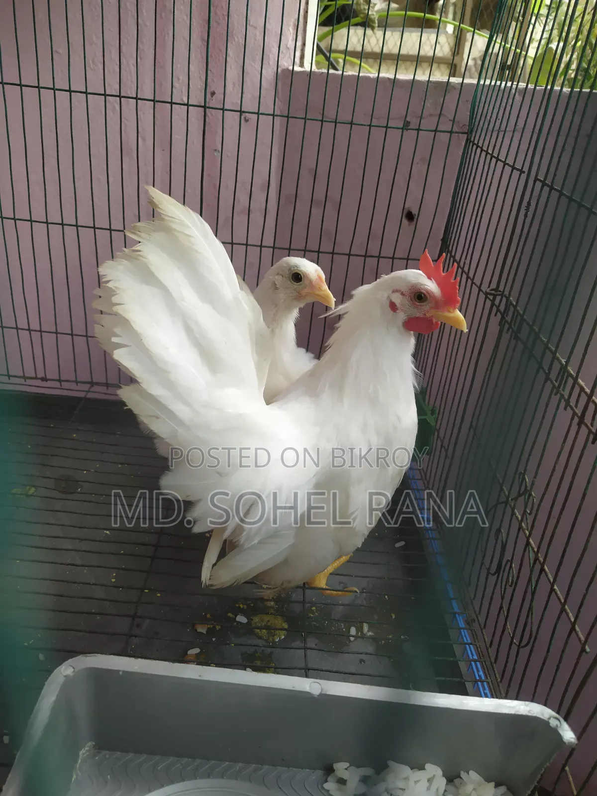 এক জোড়া জাপানিজ বেন্থাম মুরগী মুরগী বিক্রি করা হবে