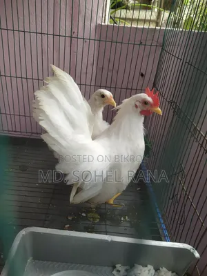 এক জোড়া জাপানিজ বেন্থাম মুরগী মুরগী বিক্রি করা হবে