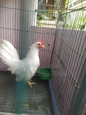 এক জোড়া জাপানিজ বেন্থাম মুরগী মুরগী বিক্রি করা হবে