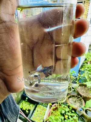 Blue Dragon (Super Quality)