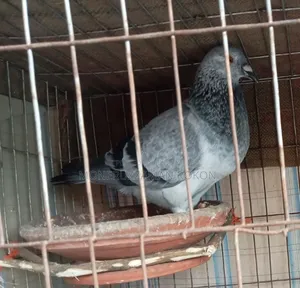 My Favorite Pet Pigeon