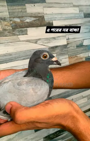 Racer Pigeon