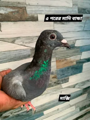 Racer Pigeon
