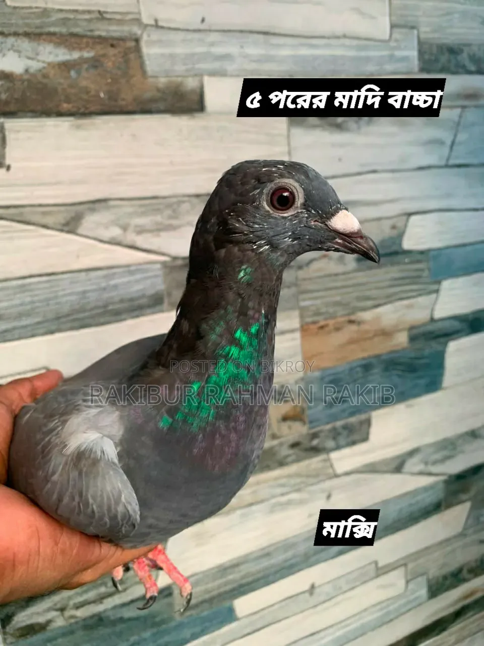 Racer Pigeon