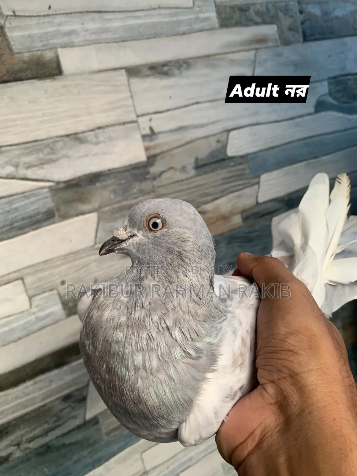 High Flyer Pigeon