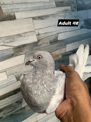 High Flyer Pigeon