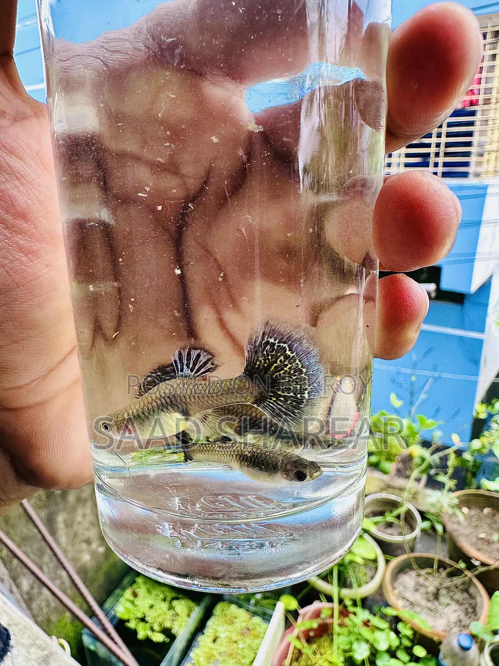 Blue Dragon (Super Quality)
