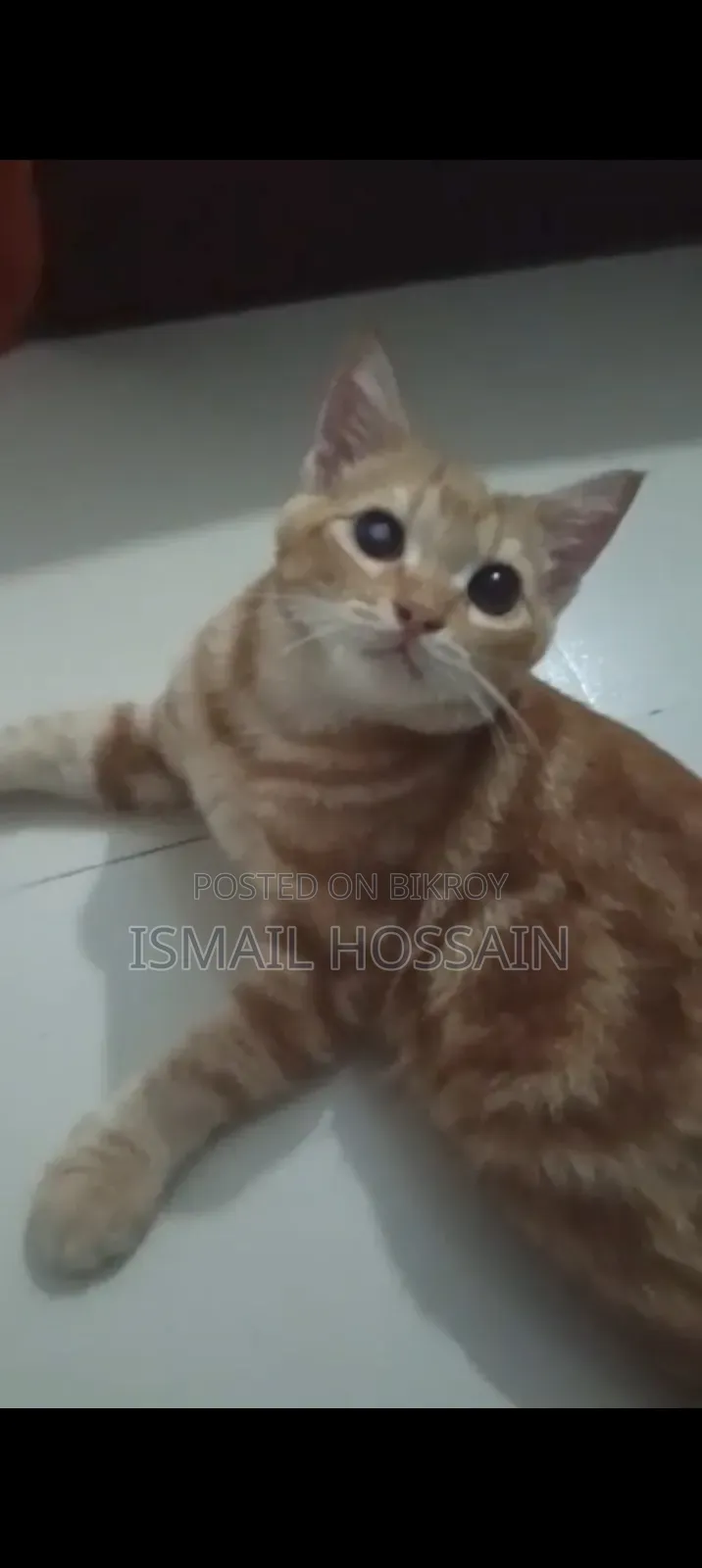 3-6 Months Male Mixed Breed Exotic