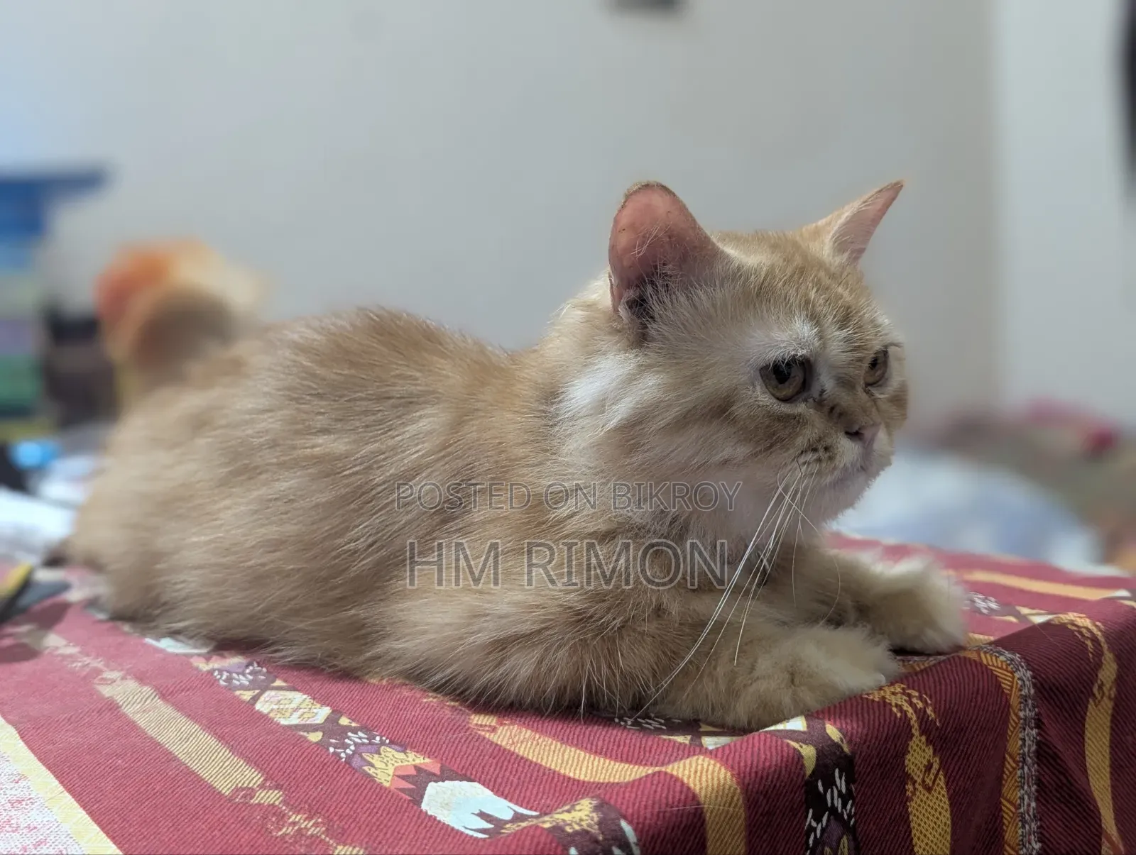 ৩-৬ মাসের পুরুষ বিশুদ্ধ পার্সিয়ান