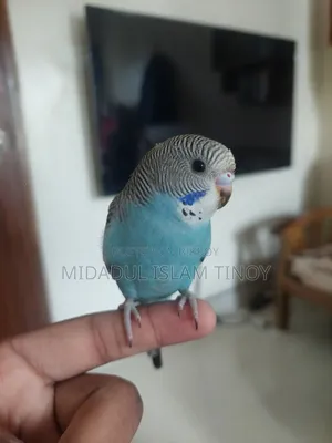 বাজিগর পাখি বিক্রয়।