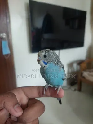 বাজিগর পাখি বিক্রয়।