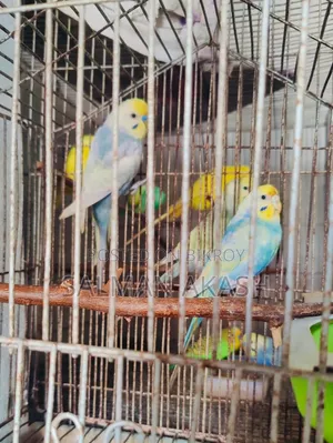 রেইনবো বাজিগর পখি
