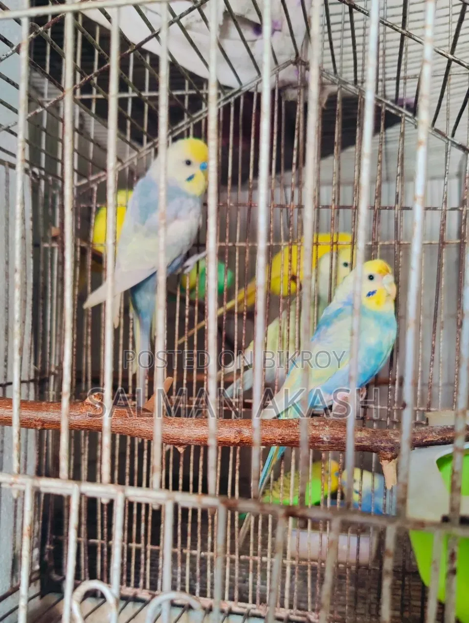 রেইনবো বাজিগর পখি