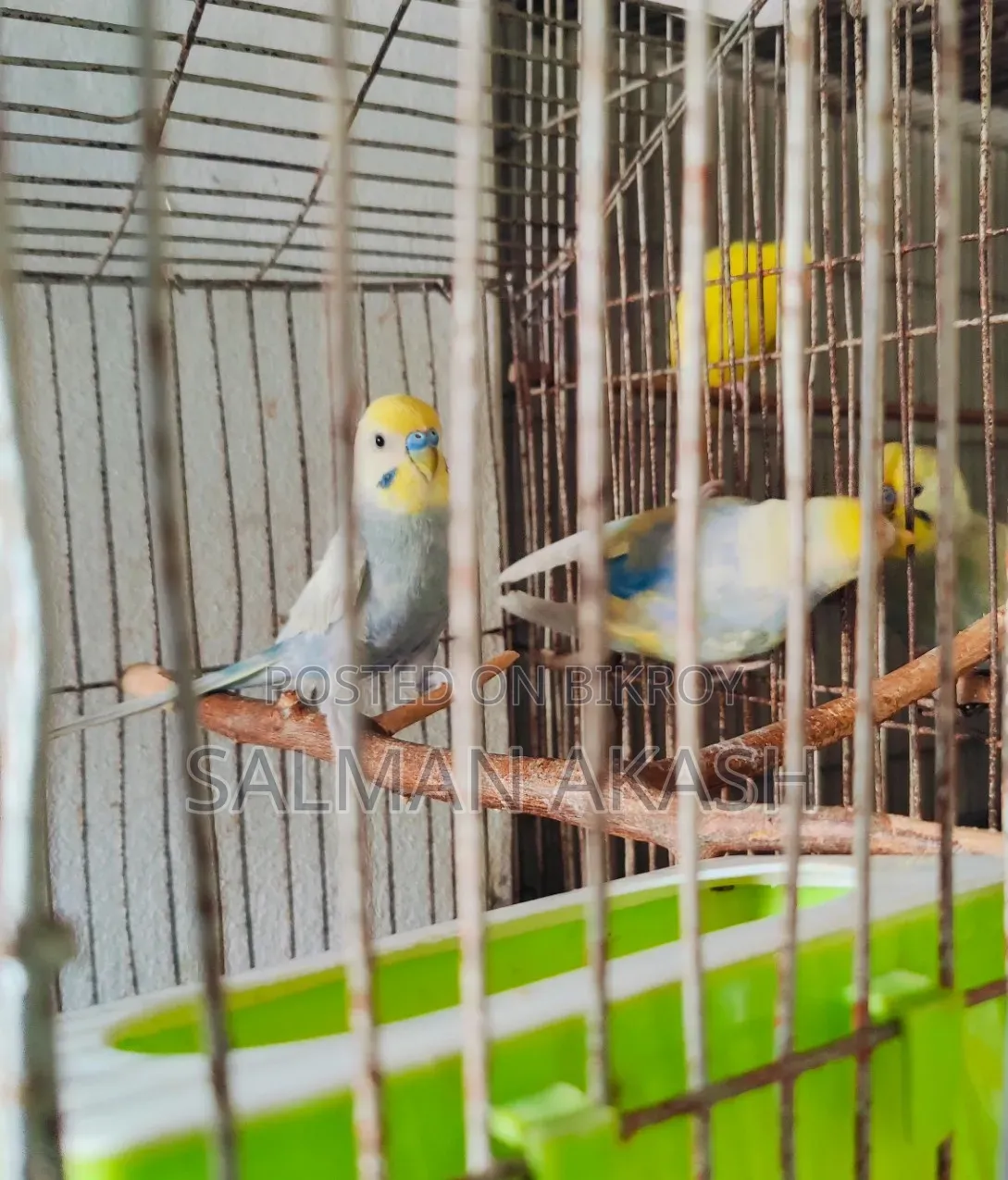 রেইনবো বাজিগর পখি