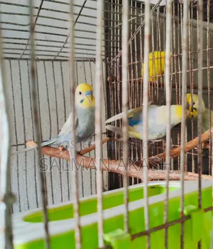 রেইনবো বাজিগর পখি