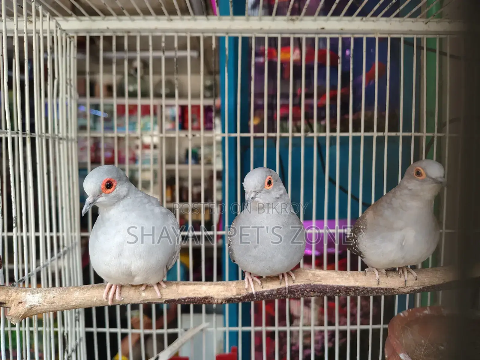 Diamond Dove Running Pair
