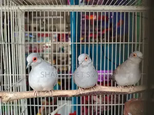 Diamond Dove Running Pair
