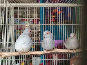 Diamond Dove Running Pair