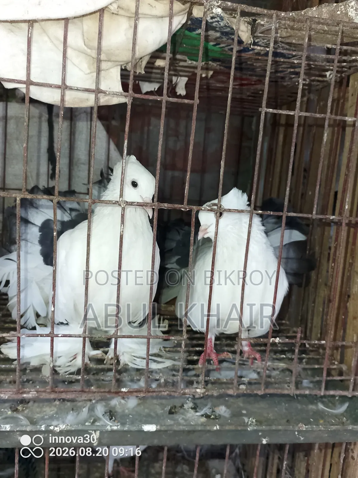 Pigeon for Sale