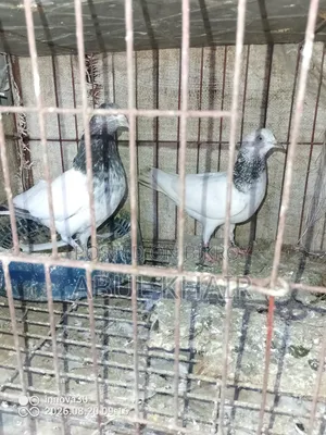 Pigeon for Sale