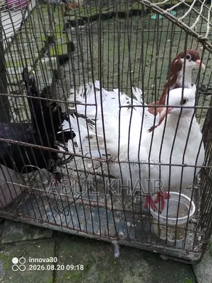 Pigeon for Sale