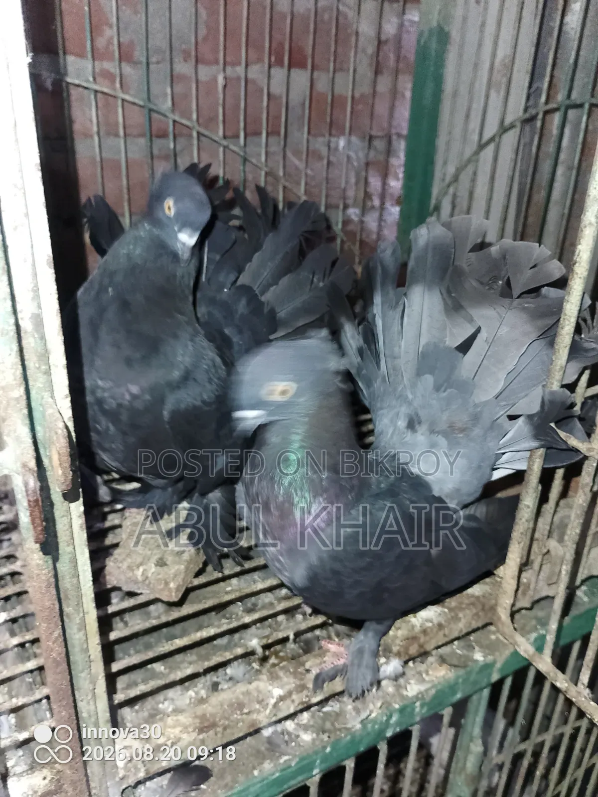Pigeon for Sale