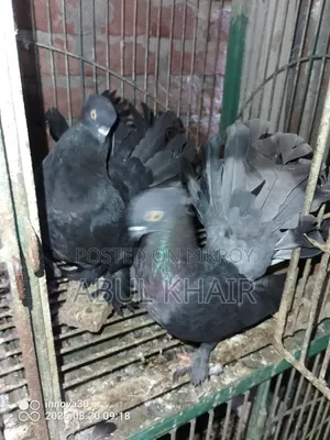 Pigeon for Sale
