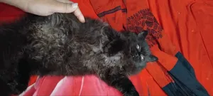 1-3 months Male Purebred Persian