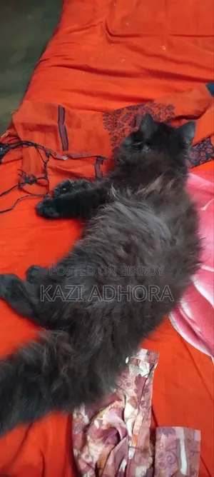 1-3 months Male Purebred Persian