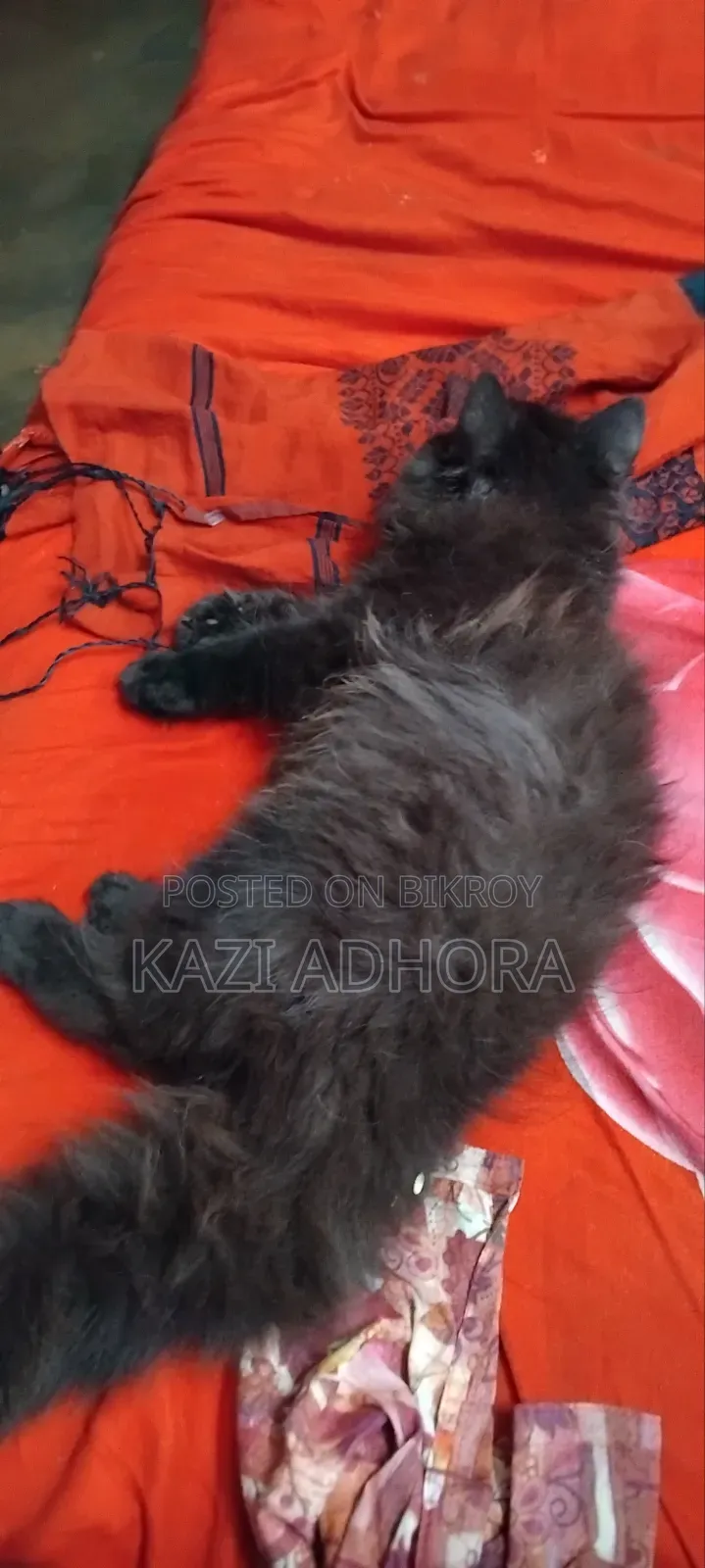 1-3 months Male Purebred Persian