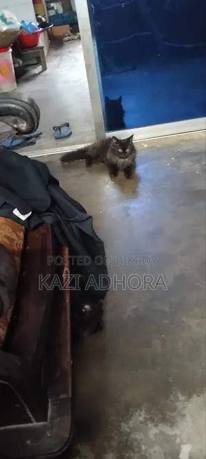 1-3 months Male Purebred Persian