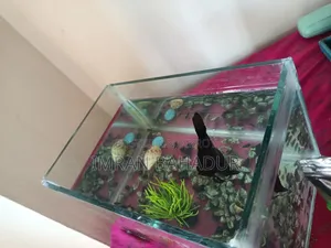মাছের একুরিয়াম