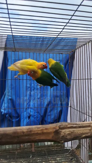 লাভ বার্ড এডালট ৩ পিছ